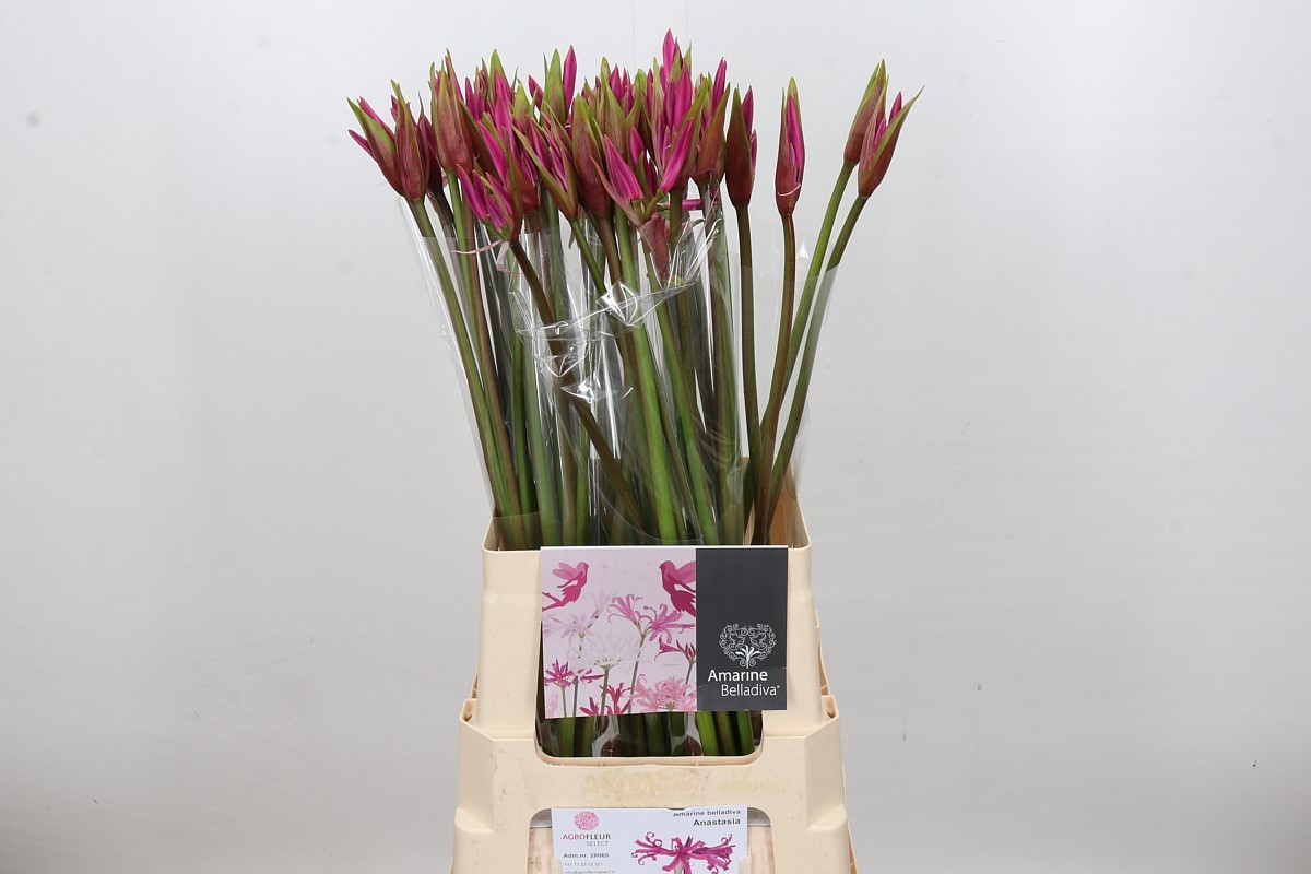 Nerine Amarine Dark Pink 70cm