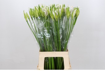 Nerine Biancaneve 70cm