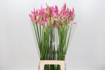 Nerine 80cm