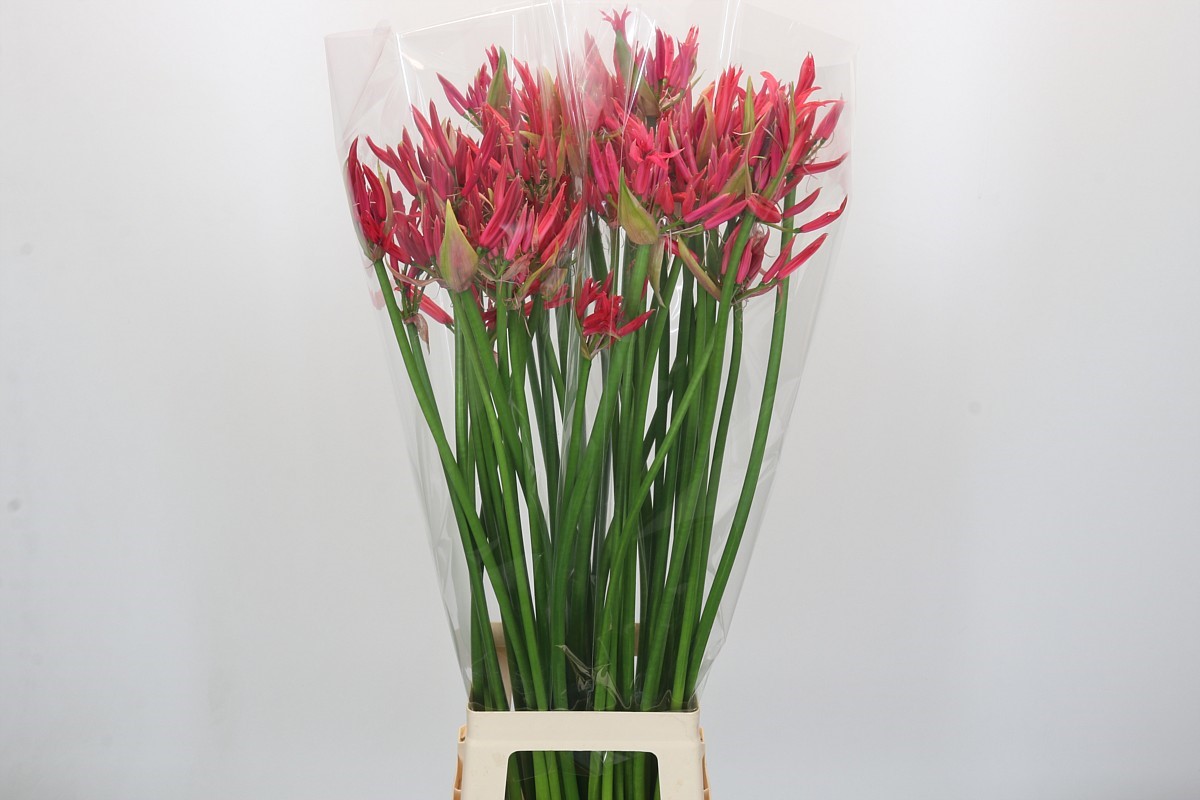 Nerine 100cm