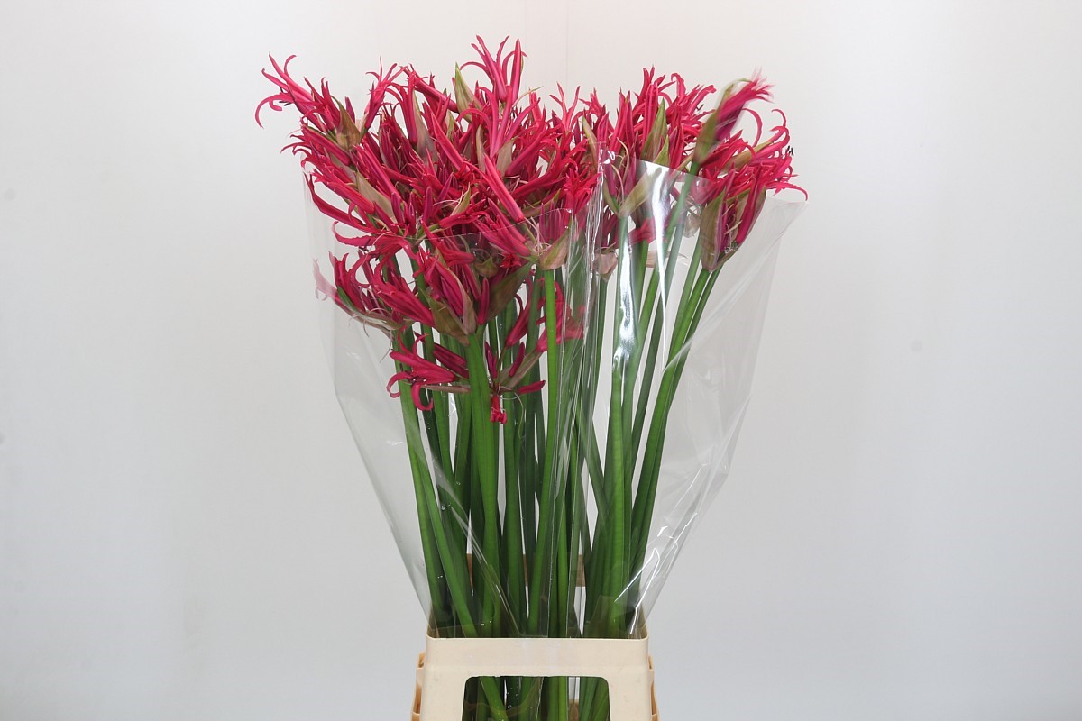 Nerine Elegance Minerva 70cm