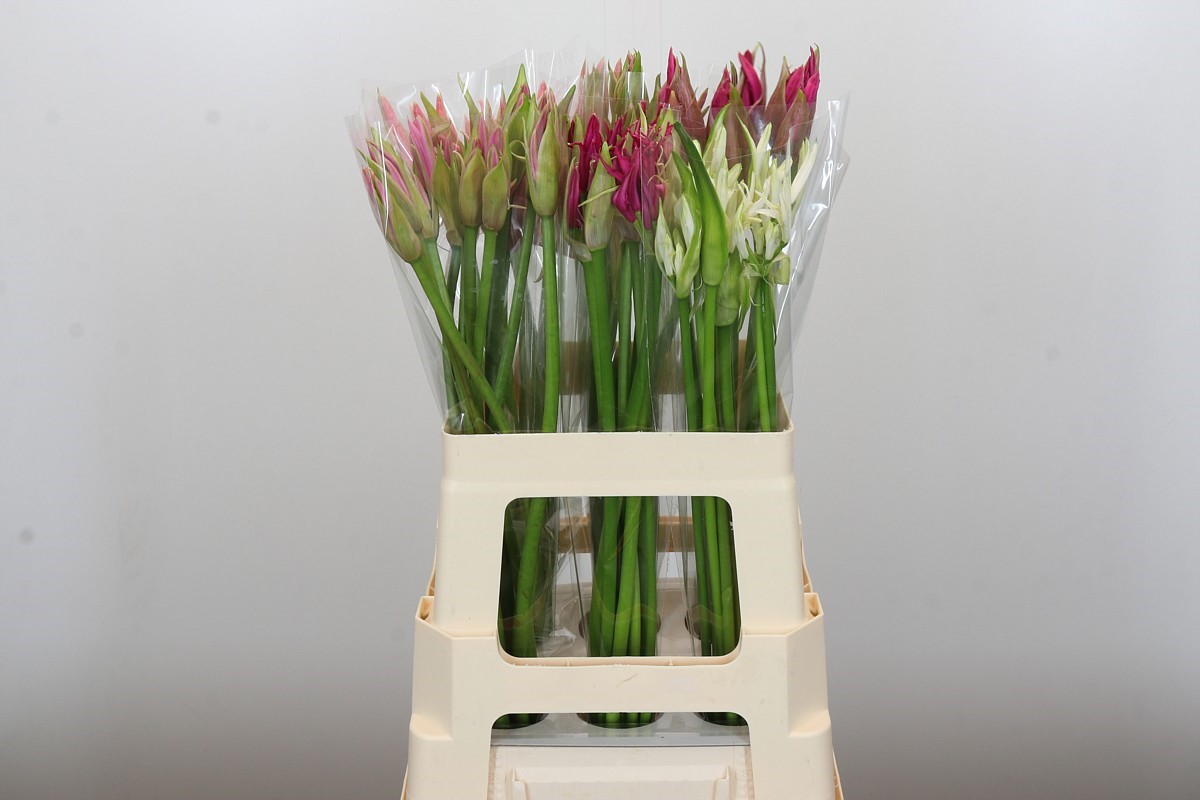 Ne Bo Gem In Bos 60cm