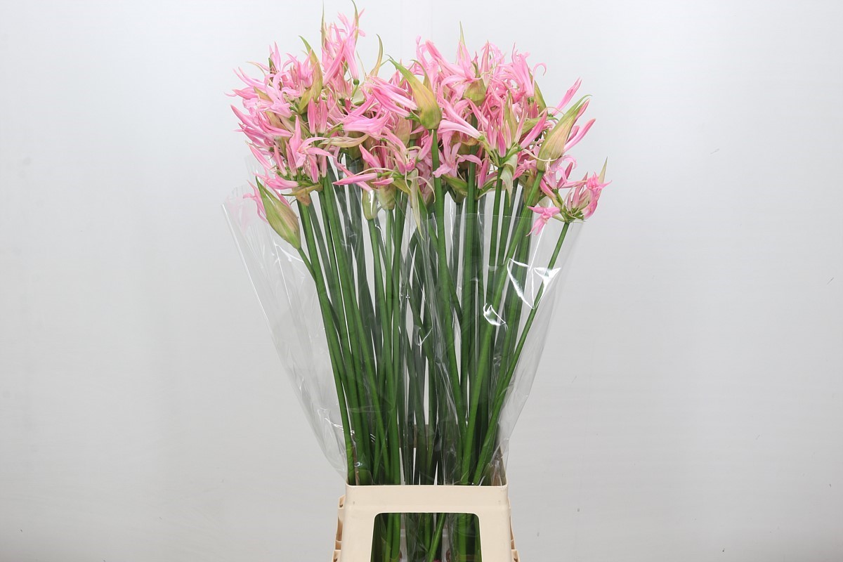 Ne Bo Pink Wonder 80cm