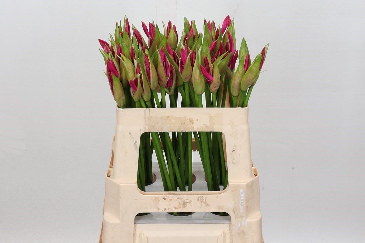 Nerine Ras Van Roon 50cm