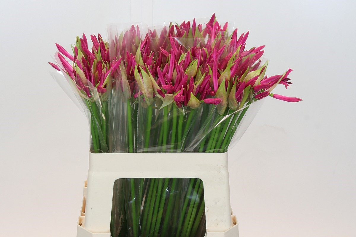 Nerine Ras Van Roon 60cm