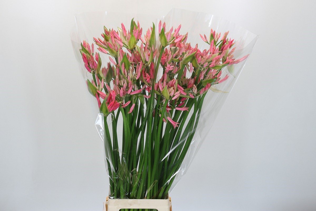 Nerine 90cm