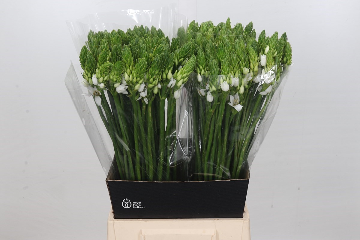 Ornithogalum T Mount Fuji 50cm