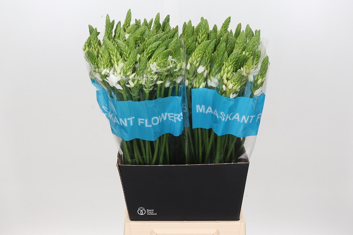 Ornithogalum T Mount Fuji 60cm