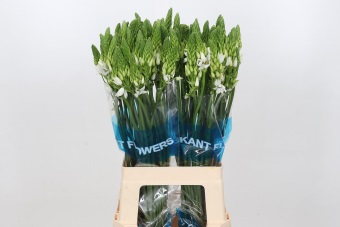 Ornithogalum T Mount Fuji 70cm