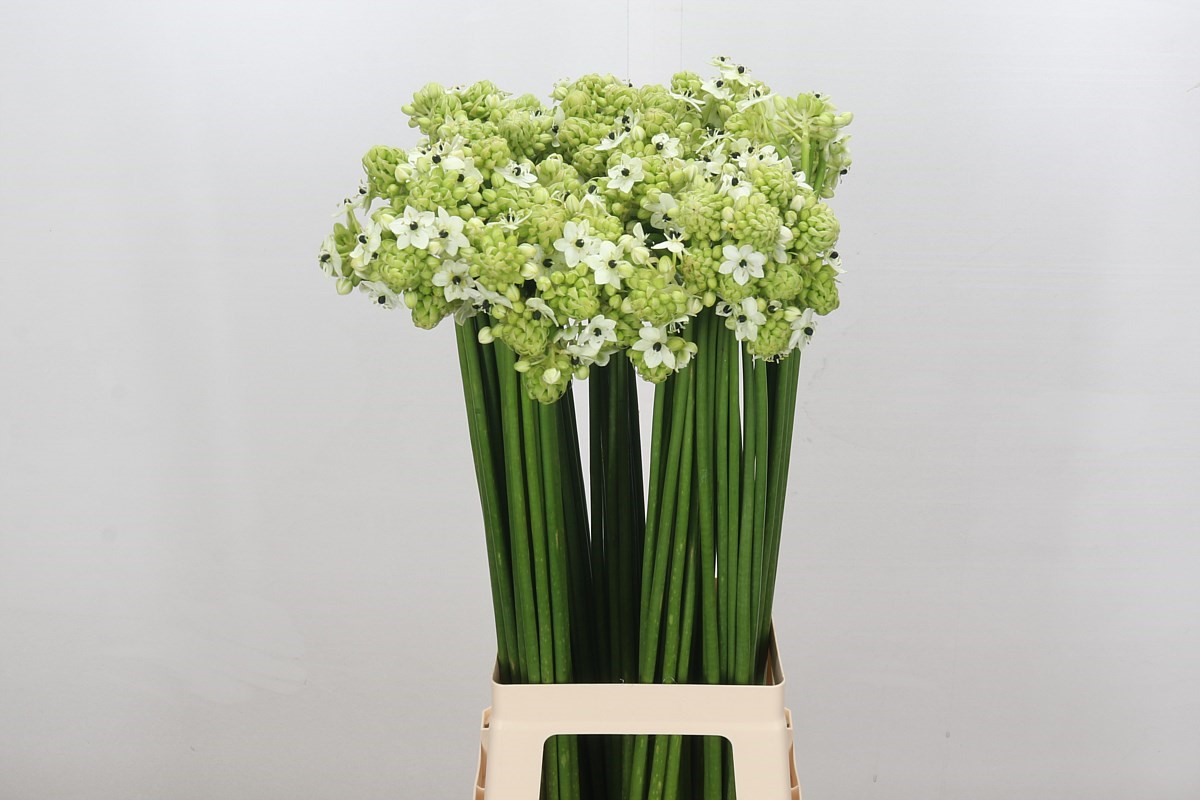 Ornithogalum Arabicum 80cm