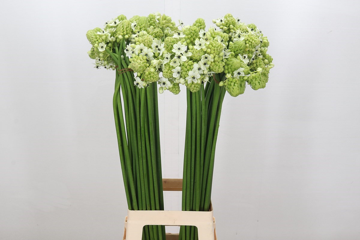 Ornithogalum Arabicum 80cm