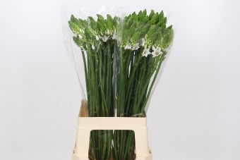 Ornithogalum Thyrsoides 70cm