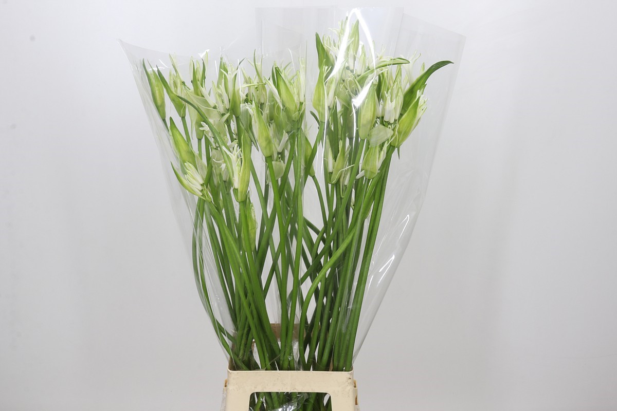 Nerine Like A Virgin 80cm