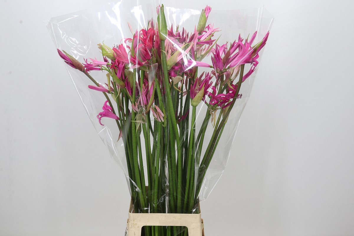 Ne Bo Gem In Bos 80cm