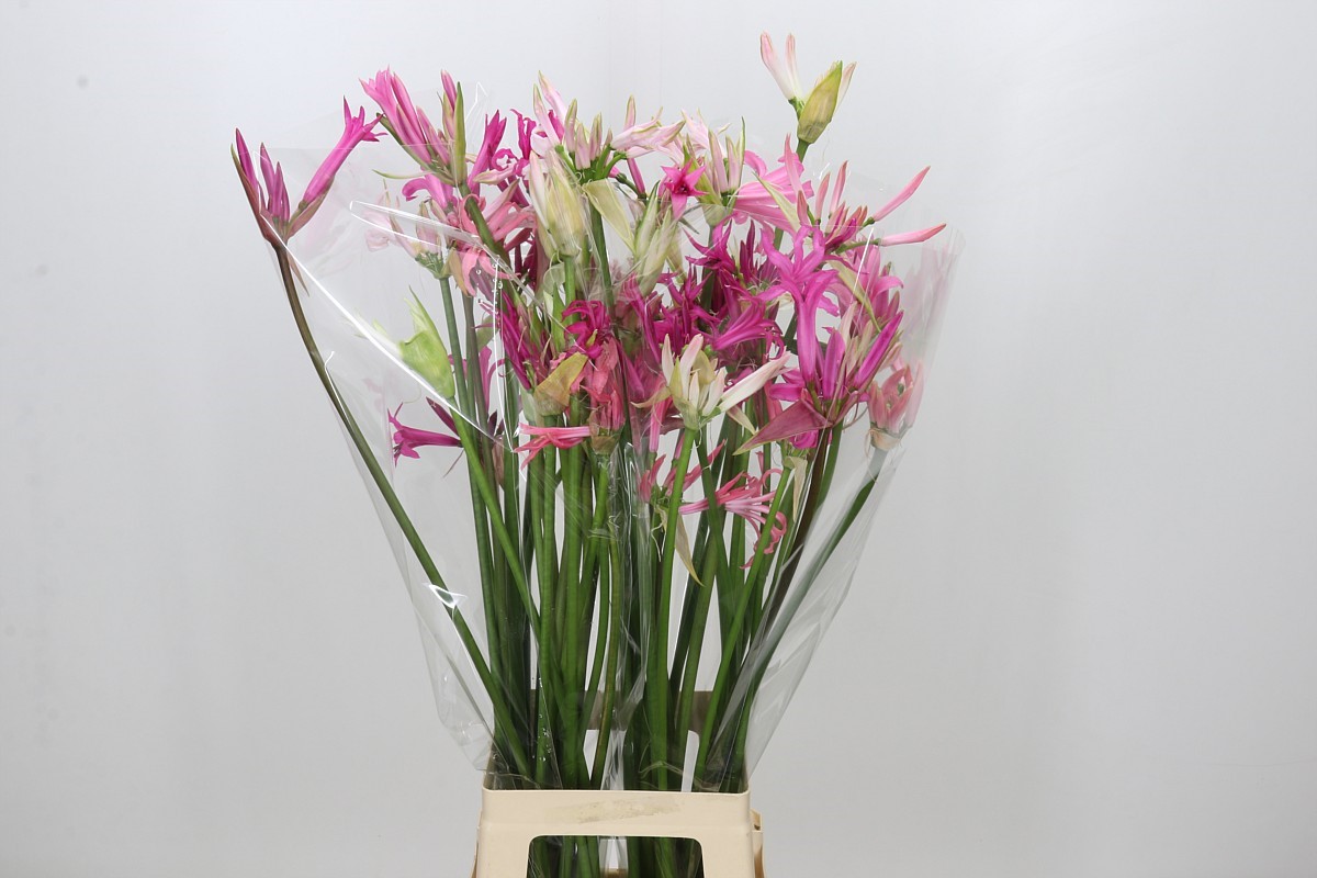 Ne Bo Gem In Bos 80cm