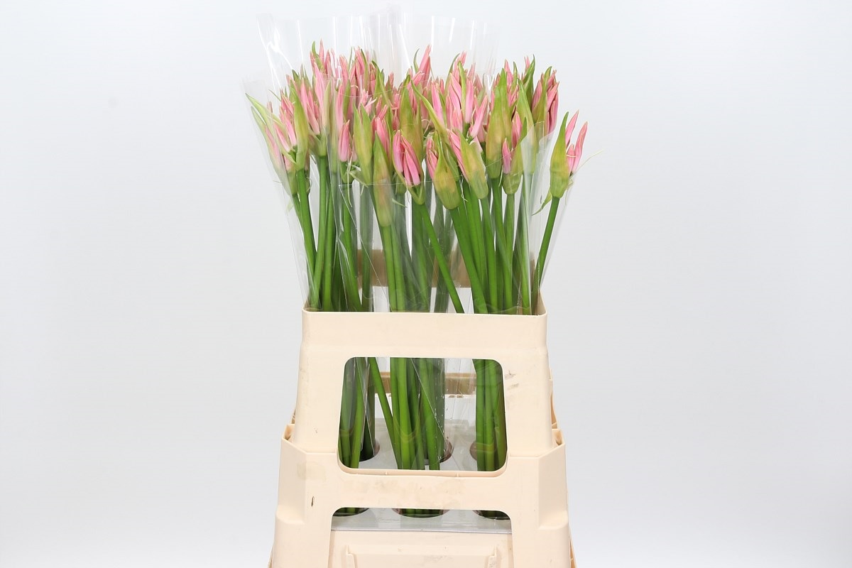 Nerine Vesta K 60cm