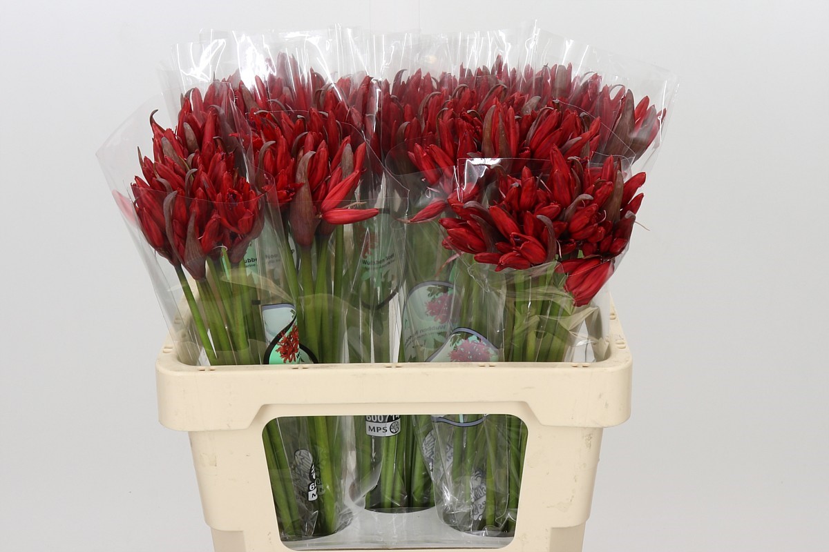 Nerine Lydia 50cm