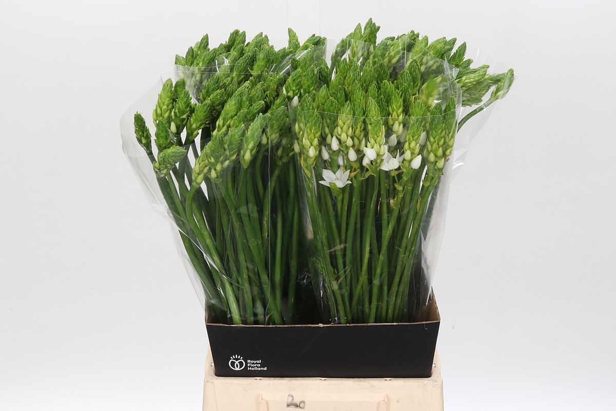 Ornithogalum Thyrsoides 60cm