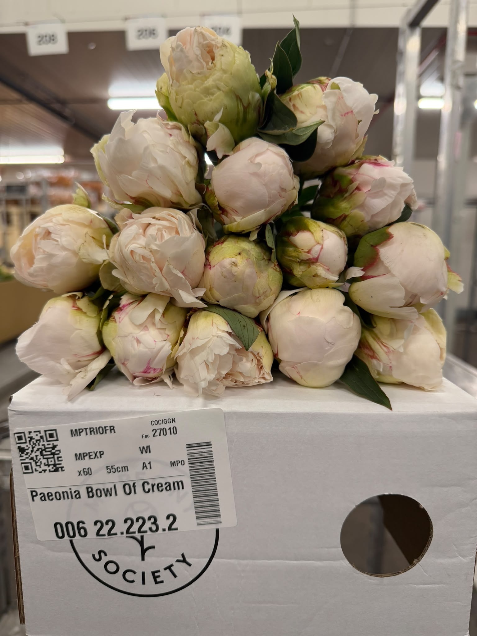 Paeonia Bowl Of Cream 50cm