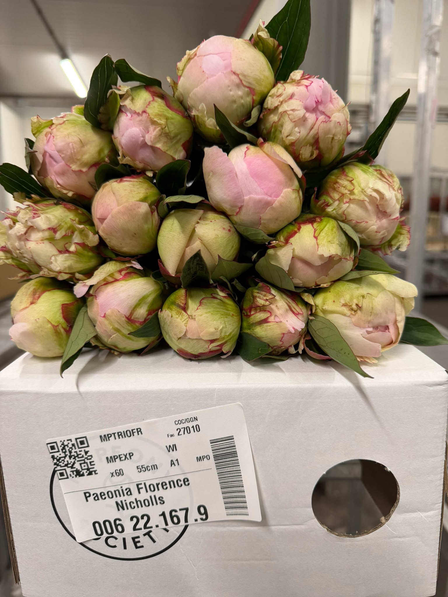 Paeonia Flor Nichols 50cm