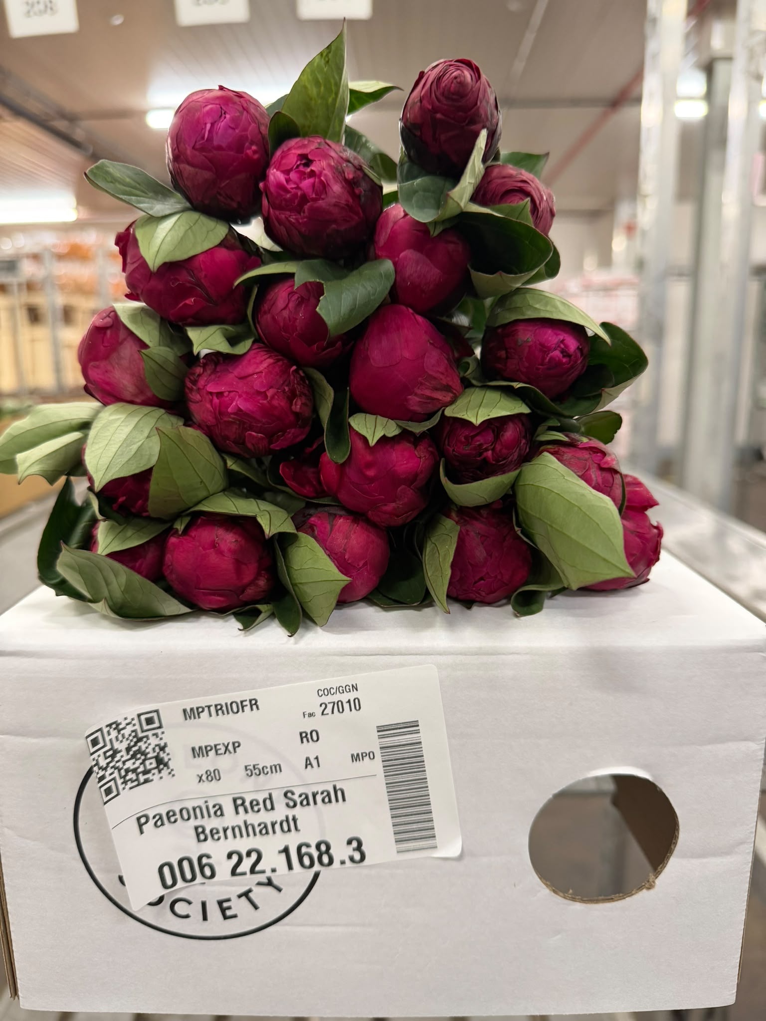 Paeonia Red Bernhardt 50cm