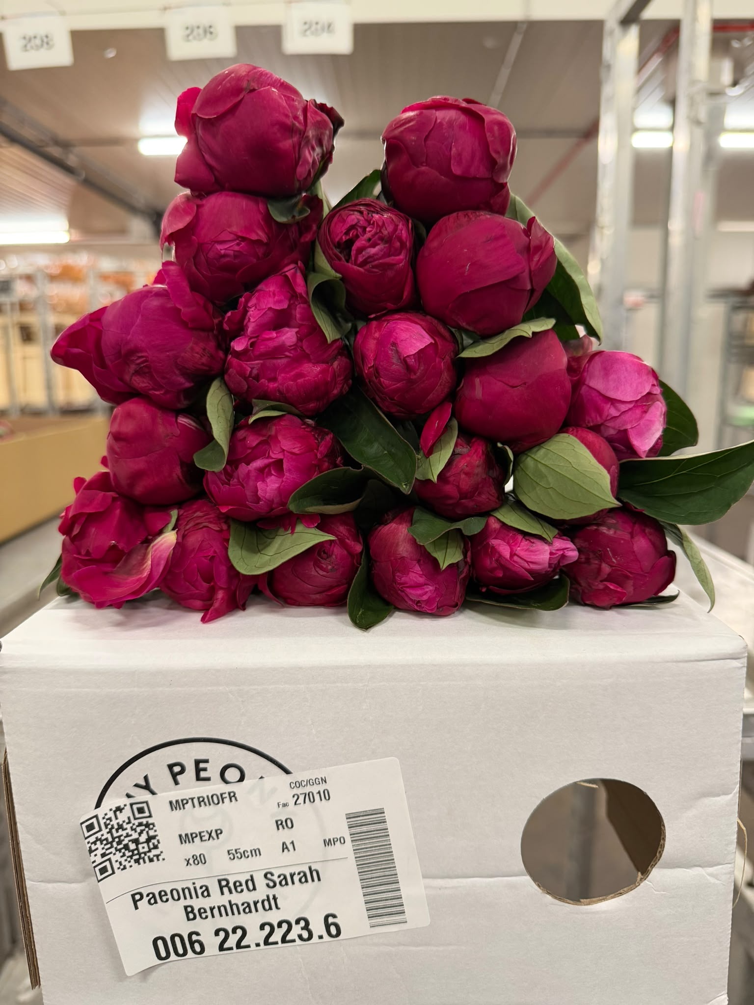 Paeonia Red Bernhardt 50cm