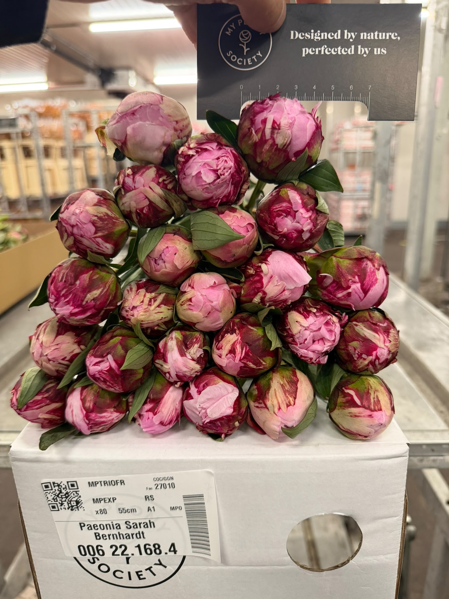 Paeonia Sarah Bernhard 50cm