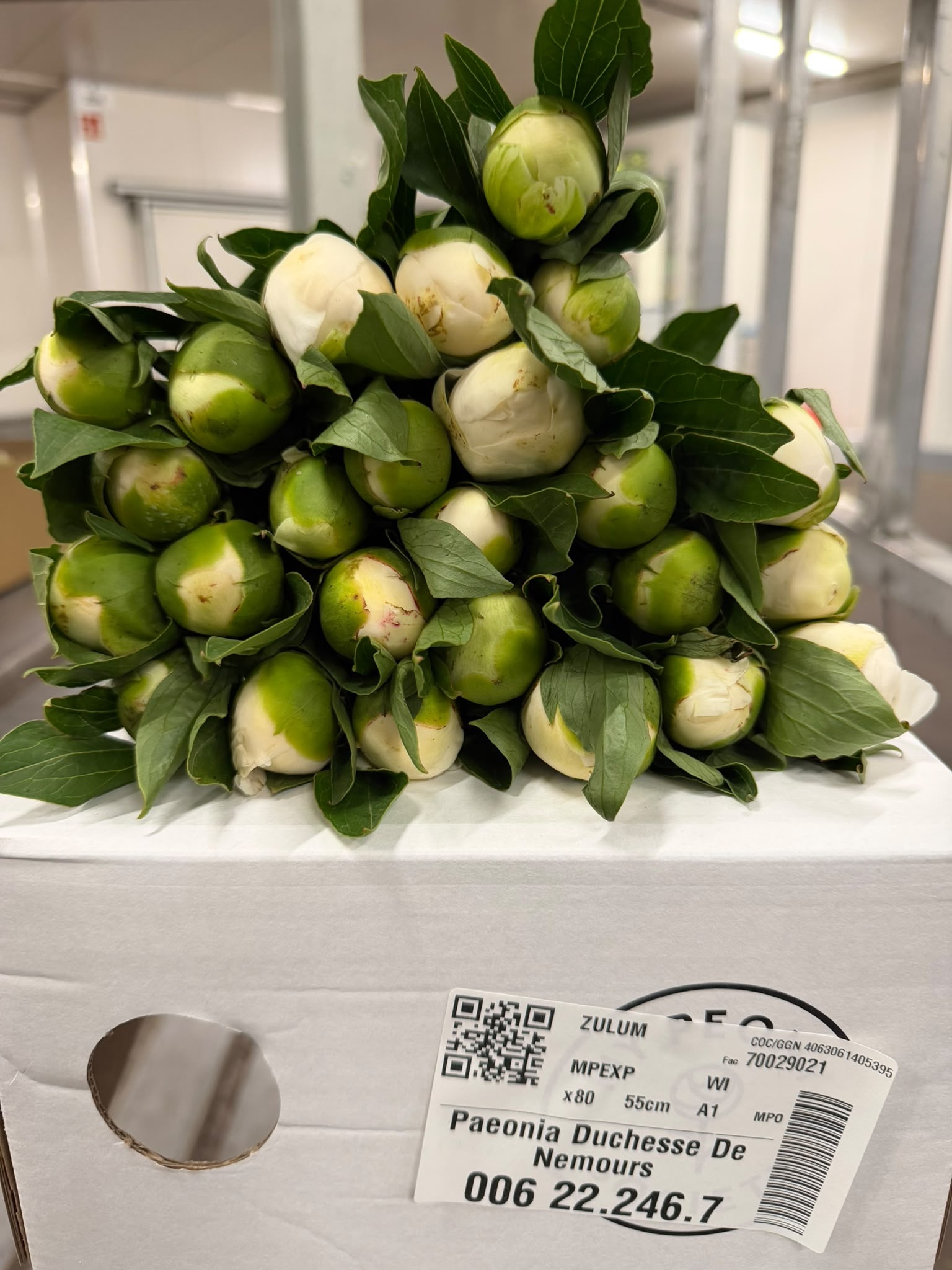 Paeonia Duchesse De Nemour 50cm