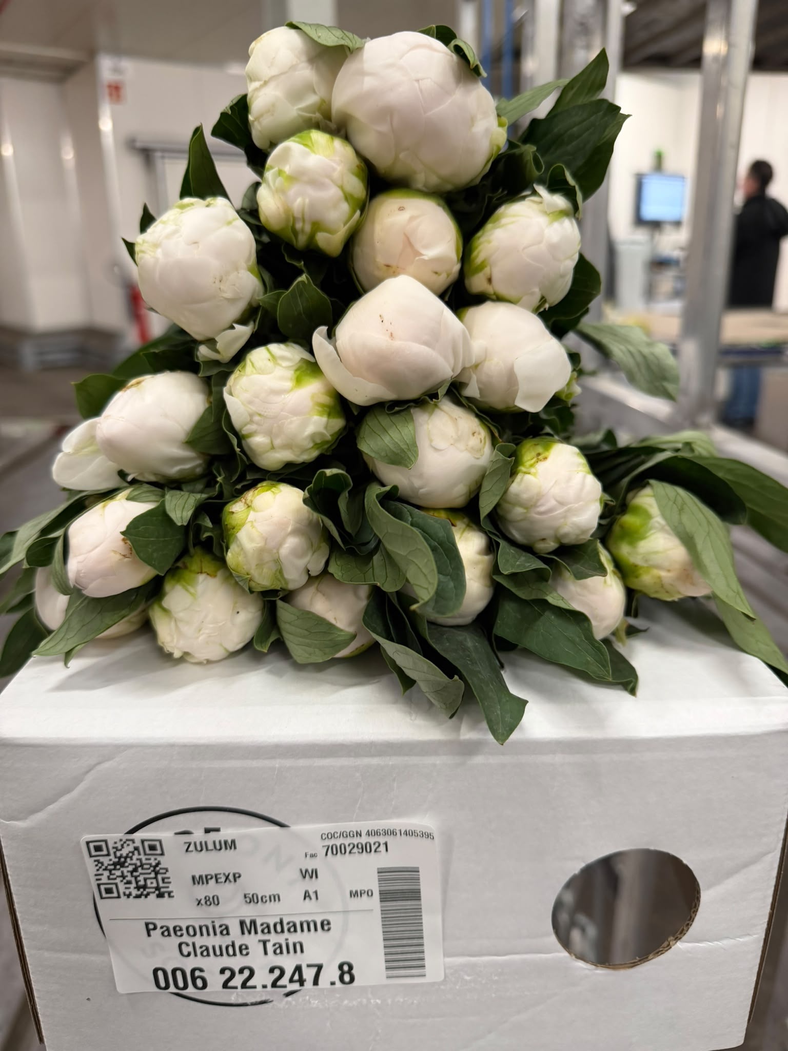 Paeonia Mme Cl Tain 45cm