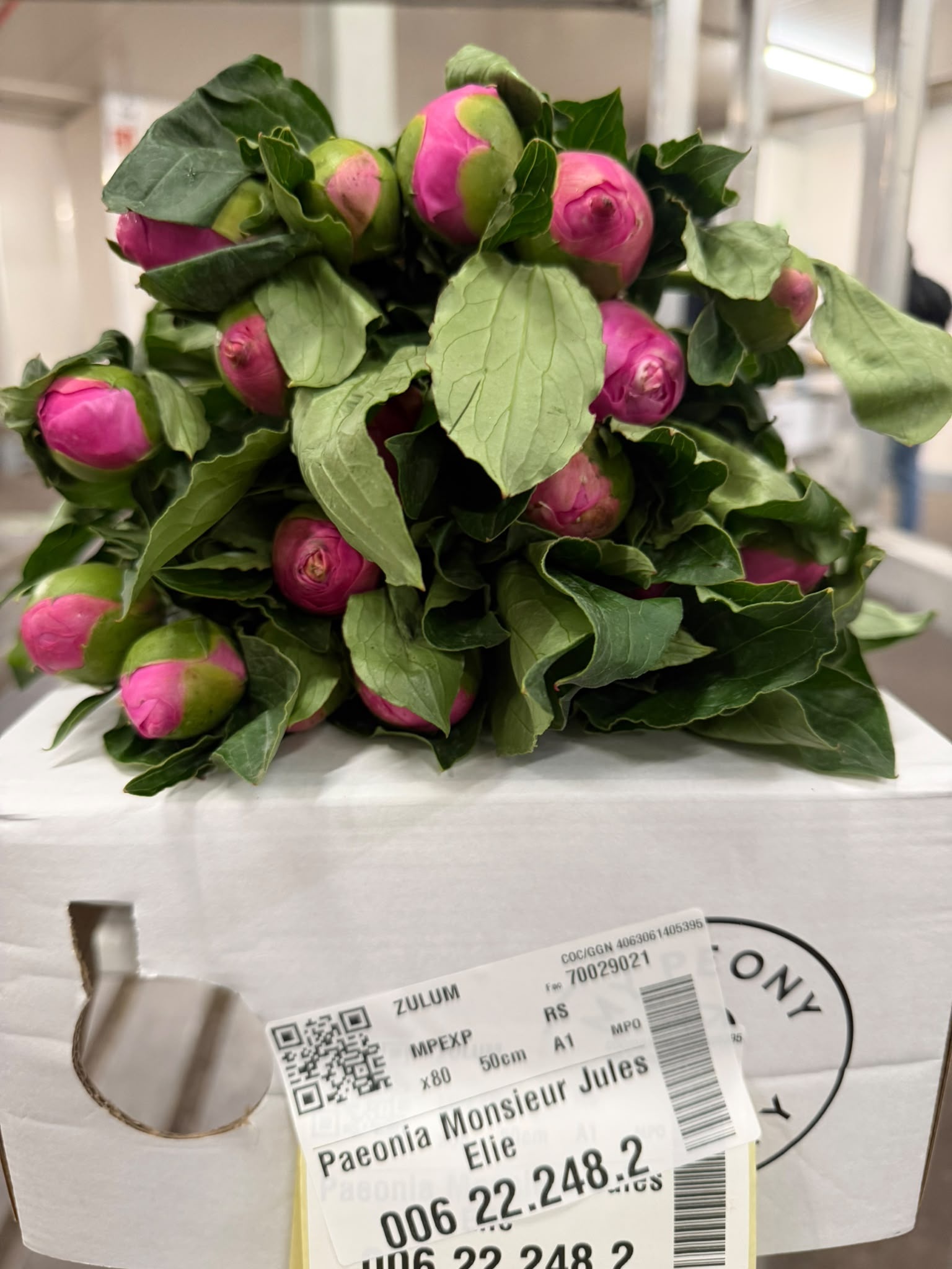 Paeonia Jules Elie 50cm