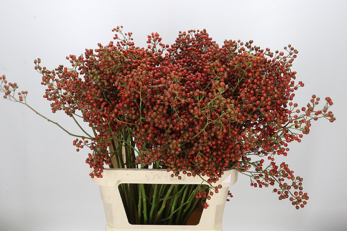 Rosa Aut Rosefruits 90cm