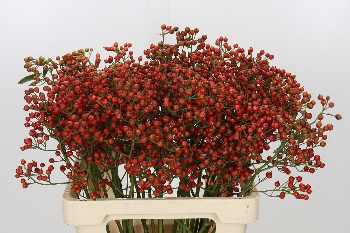 Rosa Aut Rosefruits 60cm