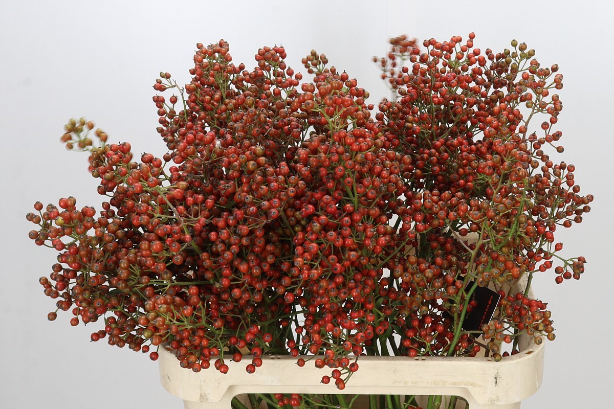 Rosa Aut Rosefruits 80cm