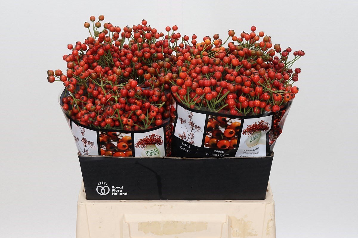 Rosa Aut Rosefruits 40cm