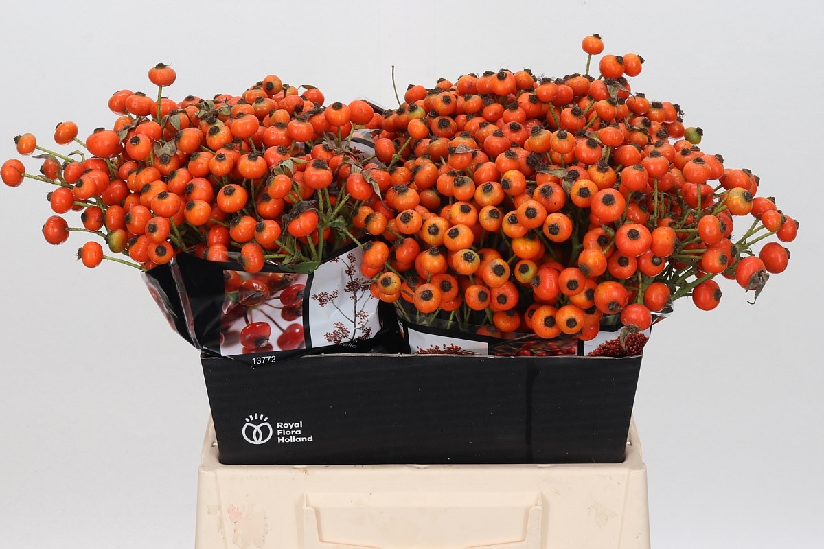 Rosa Hiphop Sunset 40cm