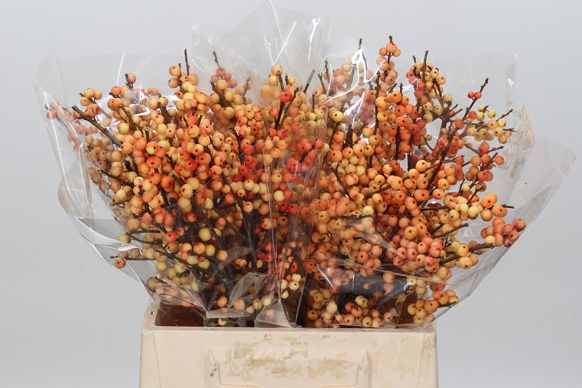 Ilex Gresgold 40cm