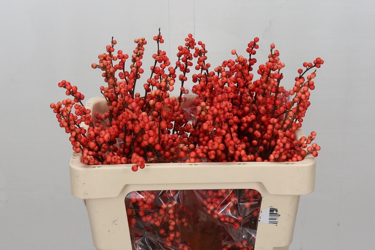 Ilex Oudijks Orange 50cm