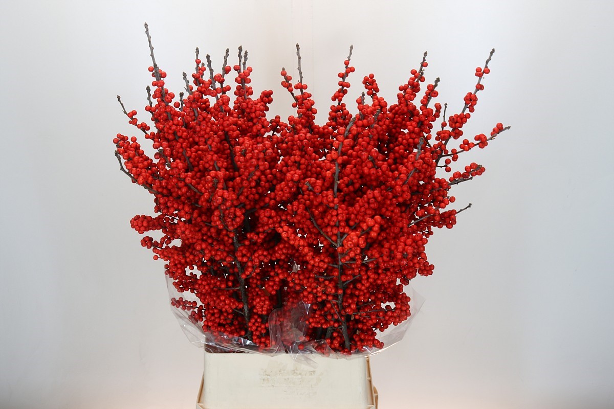 Ilex Verticlilata 100cm