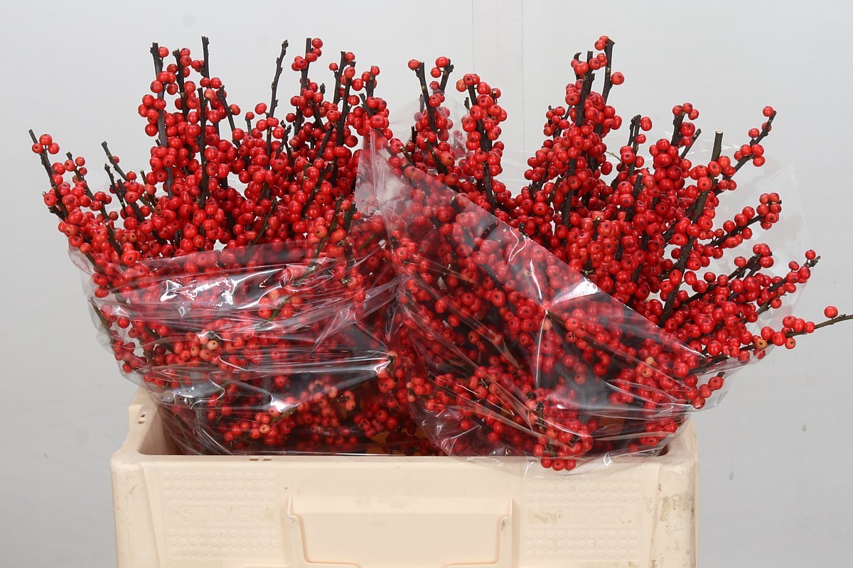 Ilex Verticlilata 60cm