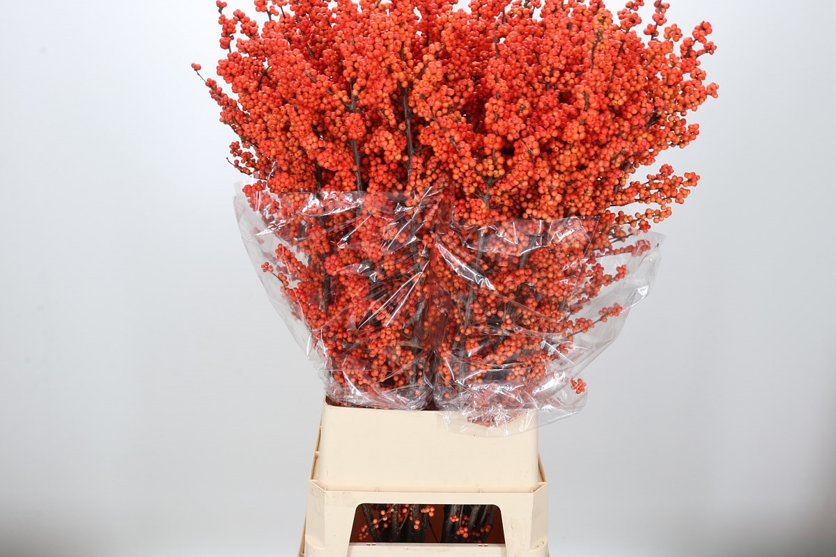 Ilex Winter Gold 120cm