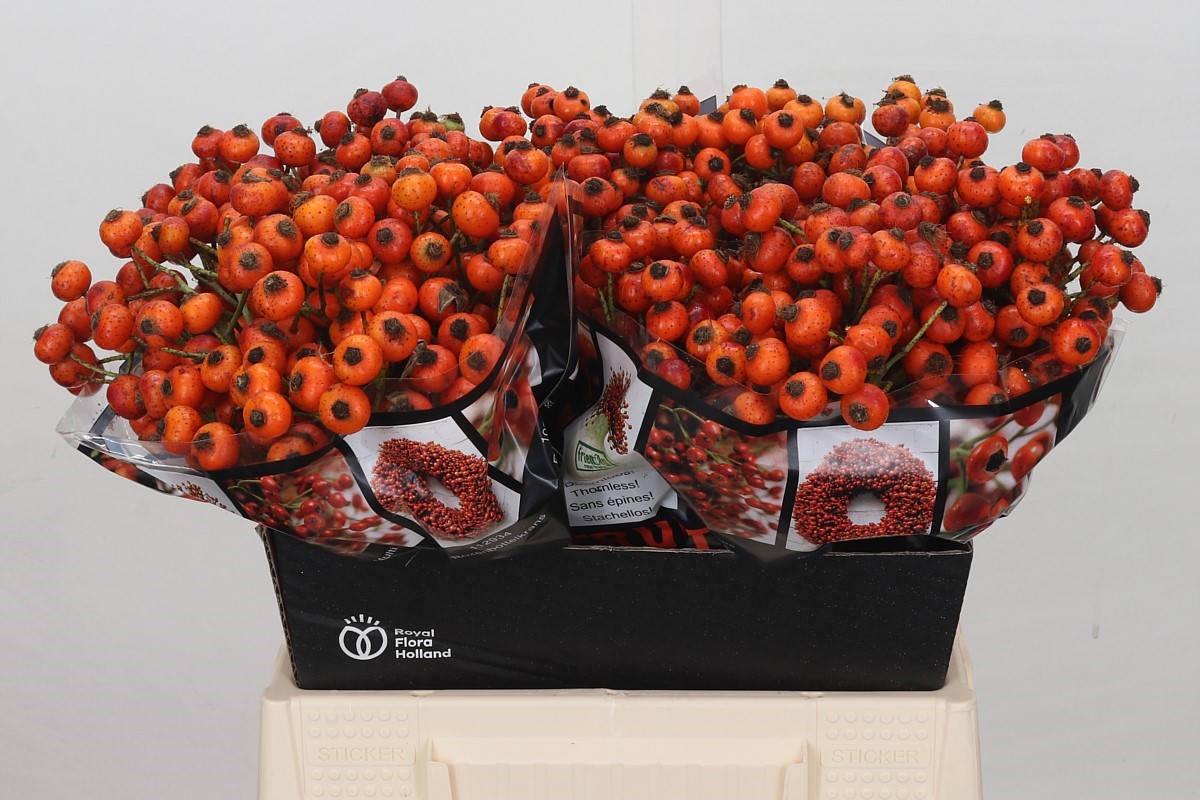 Rosa Hiphop Sunset 40cm