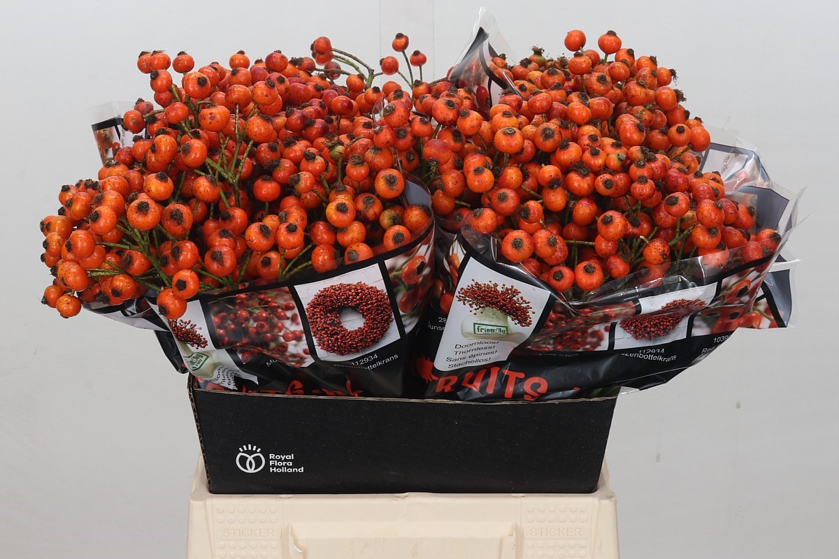 Rosa Hiphop Sunset 45cm