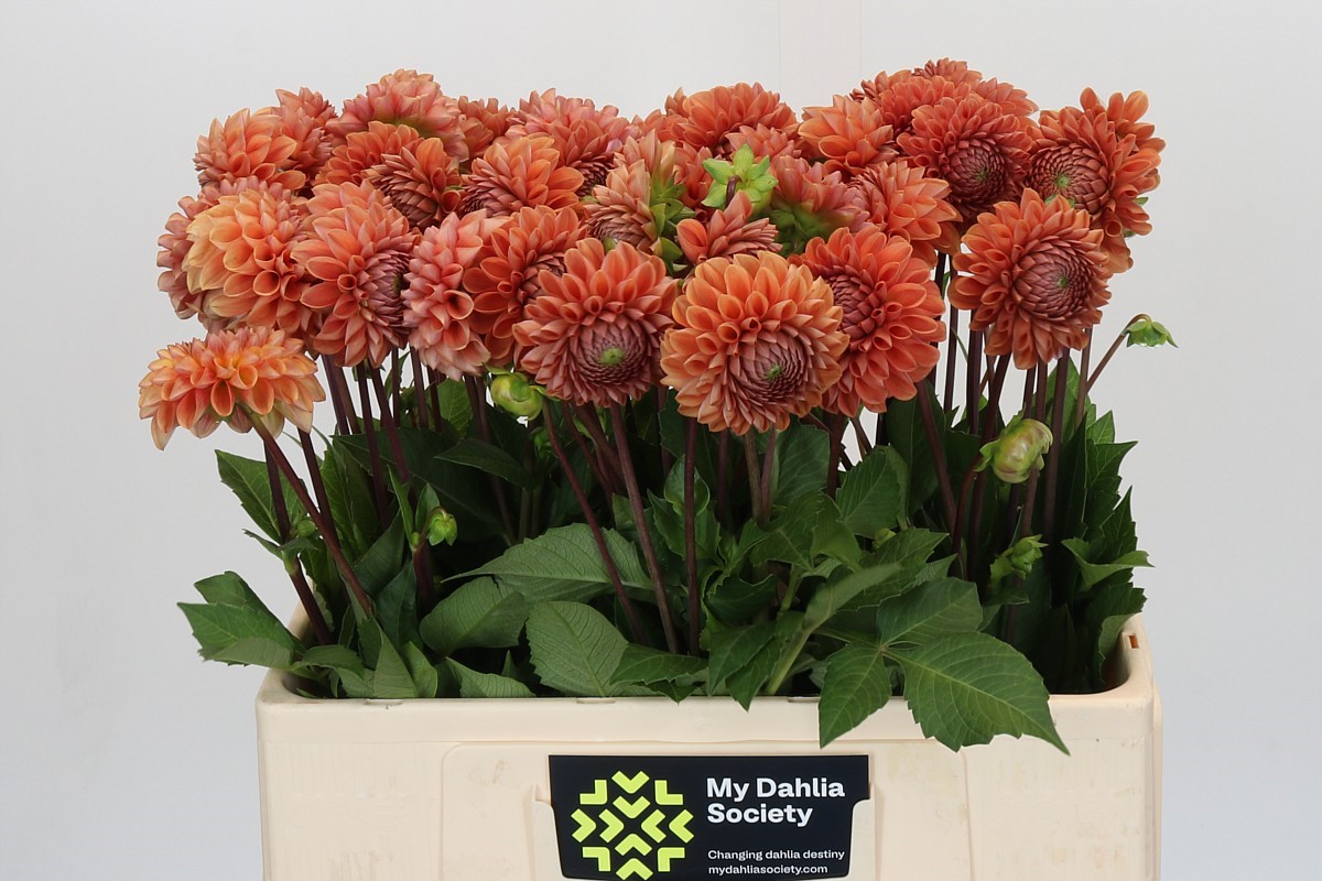 Dahlia Cornel Bronze 50cm