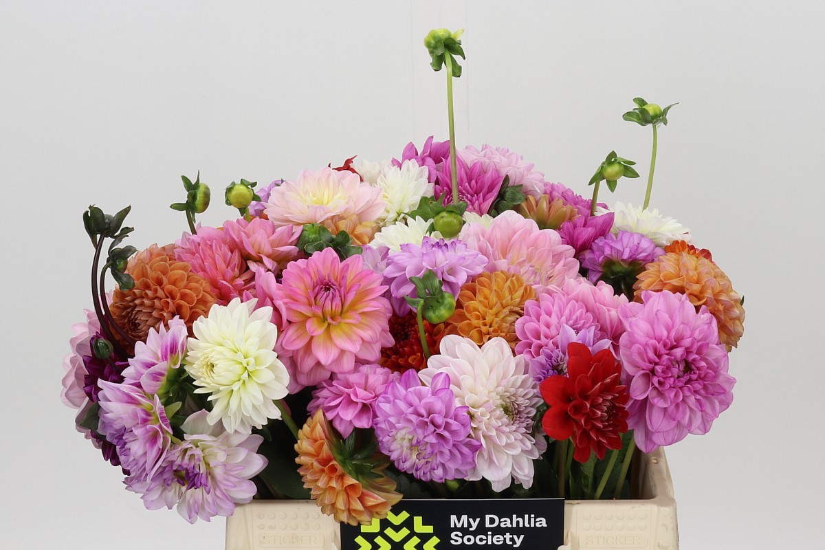 Dahlia Mixed In Bucket 40cm