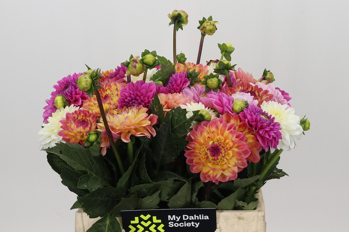 Dahlia Mixed In Bunch 40cm
