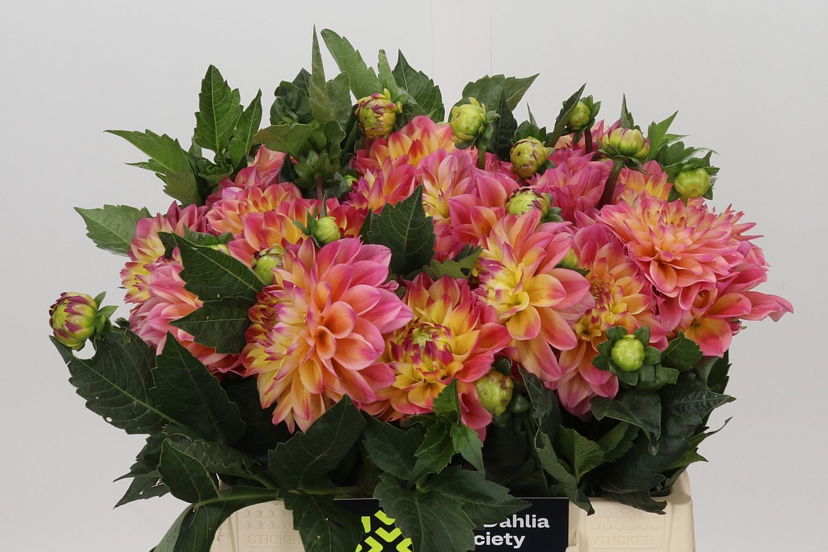 Dahlia 40cm