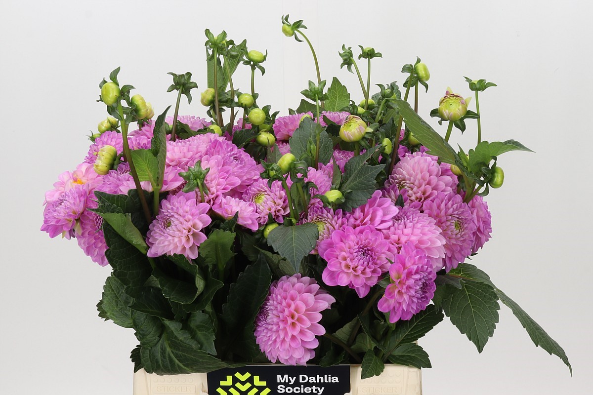 Dahlia Ball Wizz Of Oz 40cm