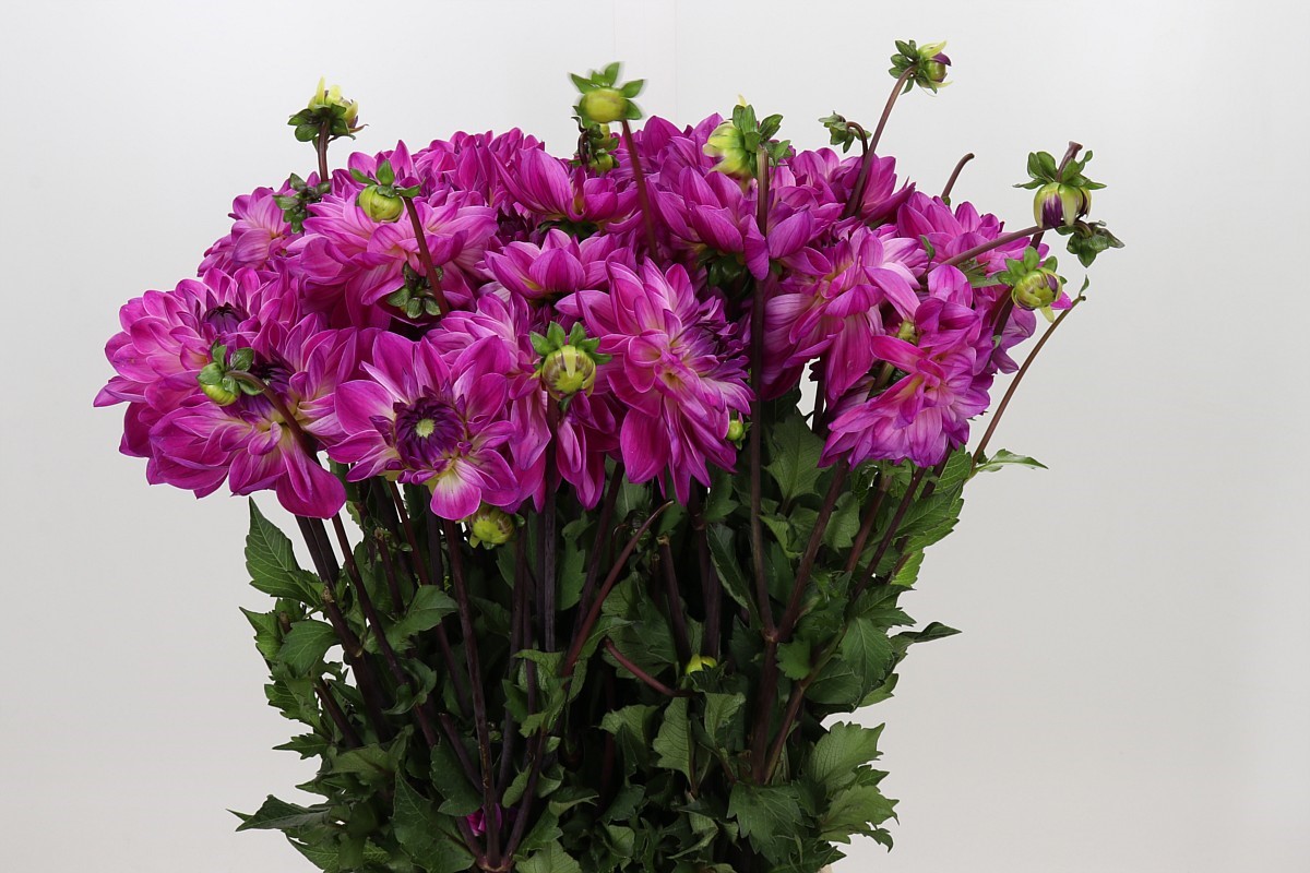 Dahlia 60cm
