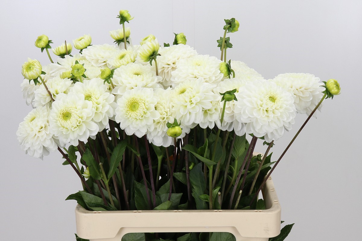 Dahlia 60cm