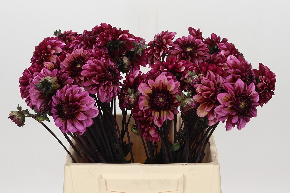 Dahlia Seniors Hope 45cm
